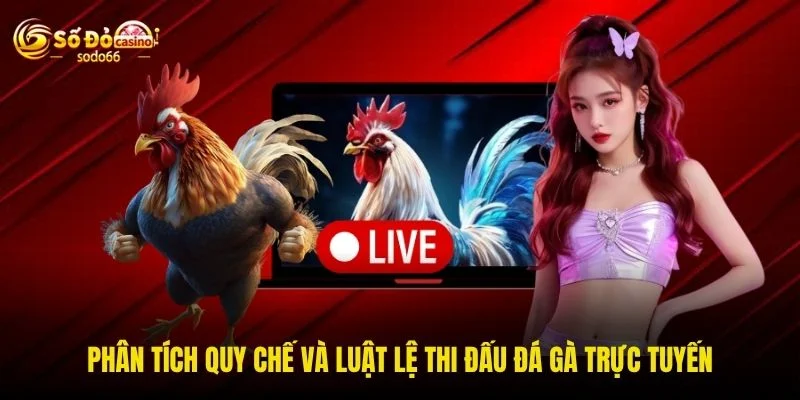 Phân tích quy chế và luật lệ thi đấu đá gà trực tuyến Phân tích quy chế và luật lệ thi đấu đá gà trực tuyến